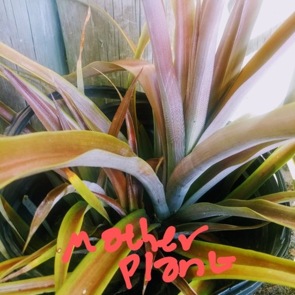 1 Pink Ornamental Pineapple Plant - Picture 4 of 6